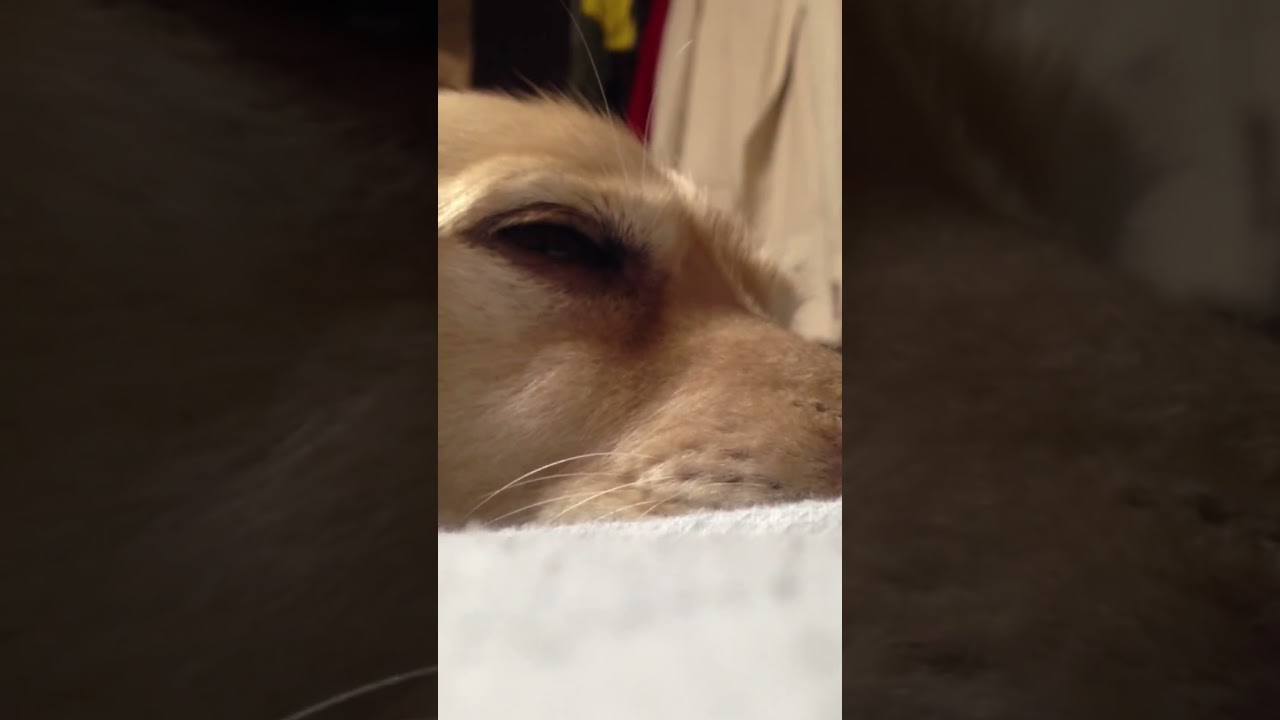 13年前の愛犬マック #マック #愛犬 #犬 #いぬ #可愛い #かわいい #mac #cute #lovely #dog #dogs #ダックスフント #perro #chien #cane