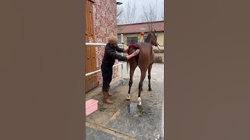 Thumbnail of Best Wild Horses Wild Horse #Shorts #928
