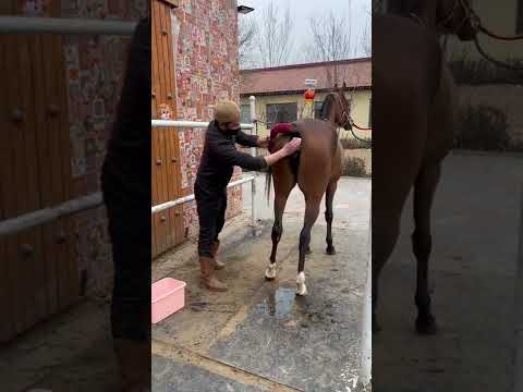 Best Wild Horses