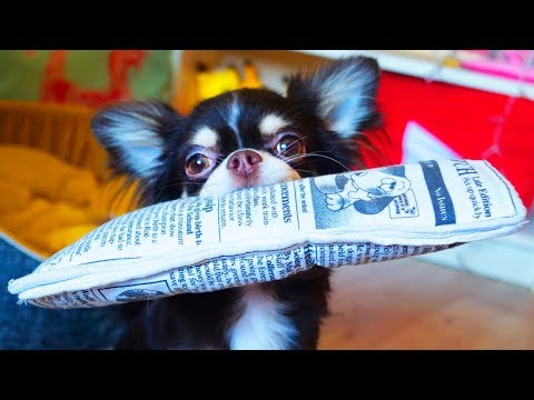 ВОЛШЕБНЫЕ ПИТОМЦЫ ПРОТИВ СЛАДОСТЕЙ ВОЛШЕБНЫЕ ПИТОМЦЫ ПРОТИВ СЛАДОСТЕЙ