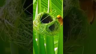 Incredible nests making skills #Amazing nest built by Bird architect #bird #finches