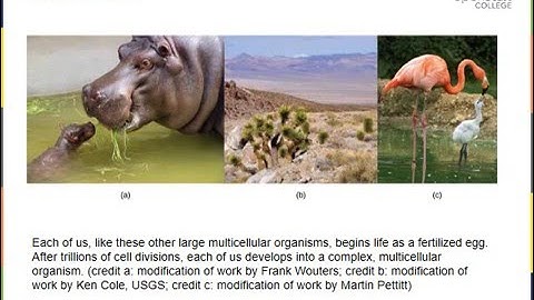 Chapter 7   Cellular Basis for Inheritance