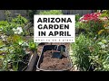 Arizona garden in april what to do  plant