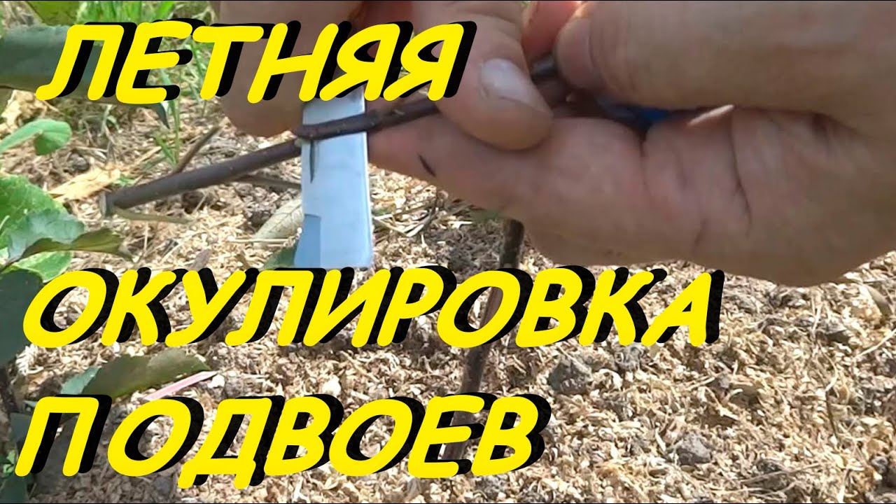 Как укоротить оку