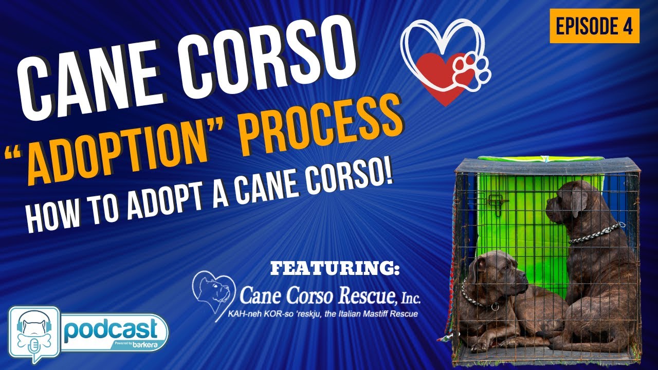 Barkera Podcast Cane Corso Rescue Series Episode 4