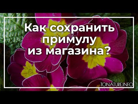 Как сохранить примулу из магазина? | toNature.Info