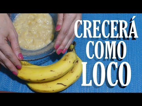 Vídeo: Beneficios De La Máscara Para El Cabello De Plátano, Más Recetas Para El Cabello Seco Y La Caspa