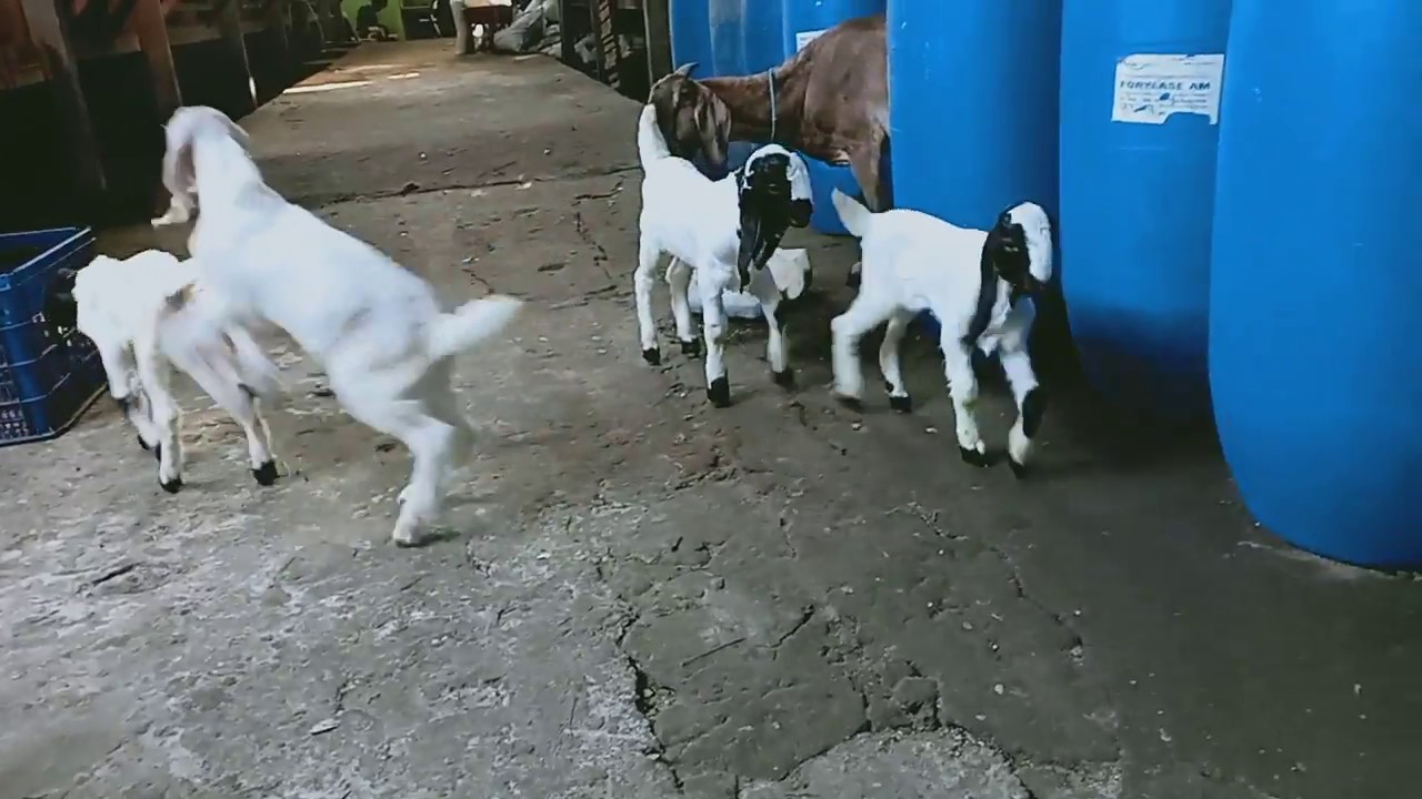 Anak Kambing Etawa Kaligesing - Kambing PE - Etawa - 78  