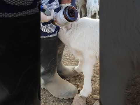 حقن الإبر في اللحم في البهم صغار الغنم
