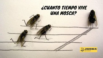 ¿Puede una mosca recordar?
