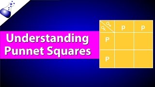 How Punnett Squares Work