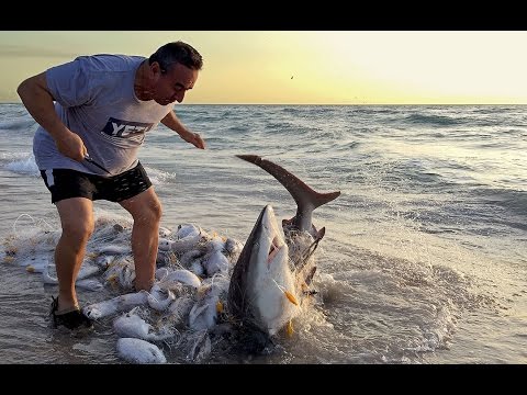 Video: Las Gafas De Sol De Edición Limitada De Costa Del Mar Salvan A Los Tiburones