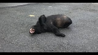 Dead bear found on Staten Island: Here’s what we know so far