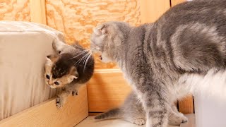 A kitten that doesn't care about danger is still severely scolded by the mother cat.