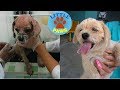 Awe Inspiring Recovery of Starving Poor Puppy Sick with Mange