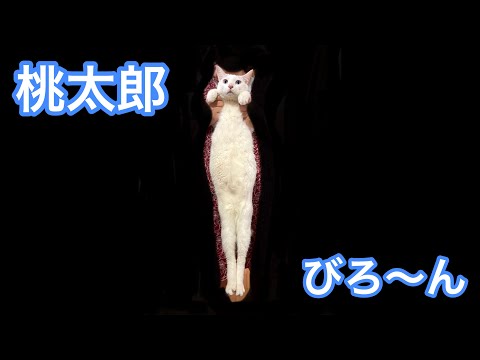 細長い猫 2