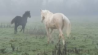 Dinira And Seb In The Mist