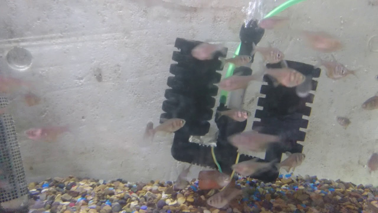 AQUARIUM AND POND FRESHWATER FISH. fromfryfishfarm woodlands Doncaster