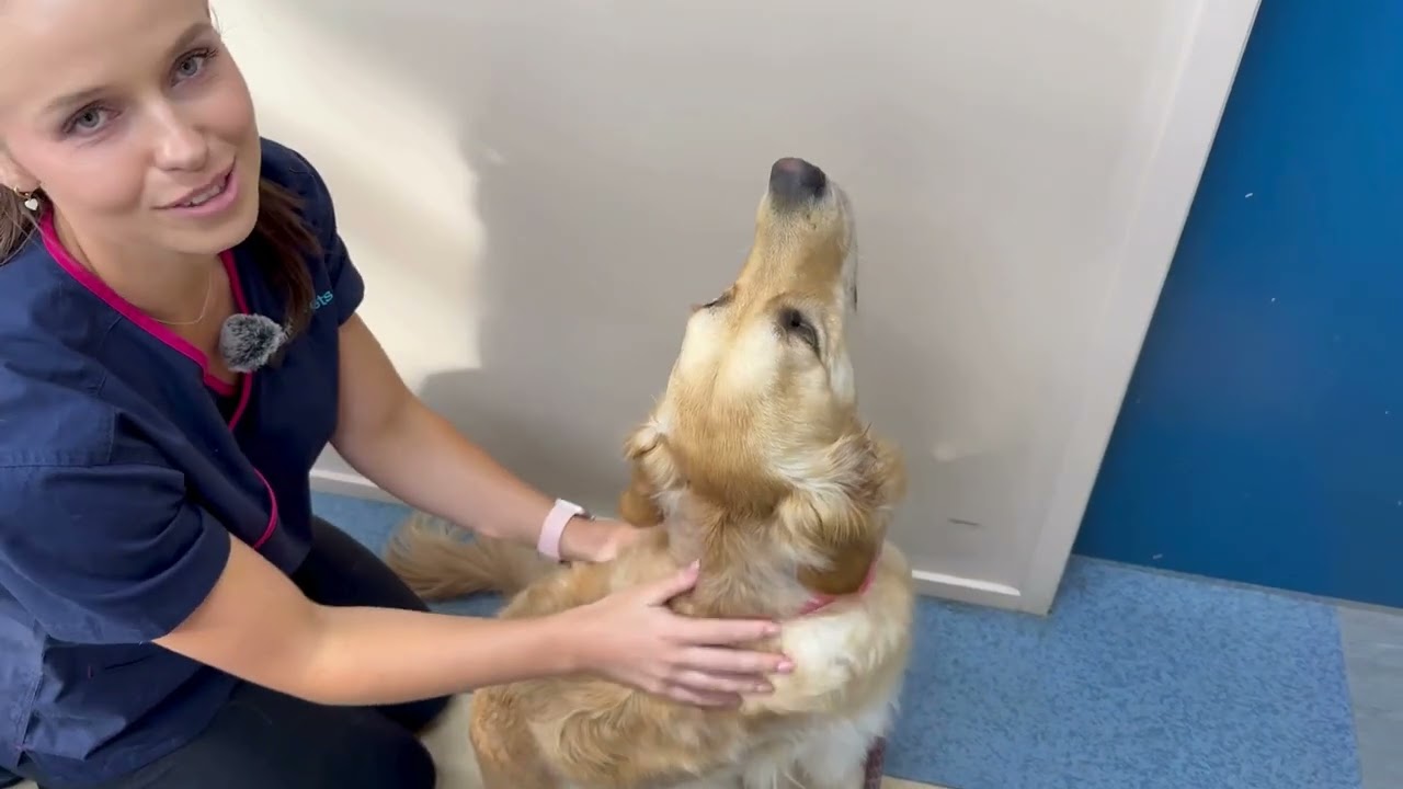 Is your pet a healthy weight?