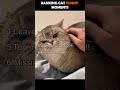 Ranking Cat Funny Moments