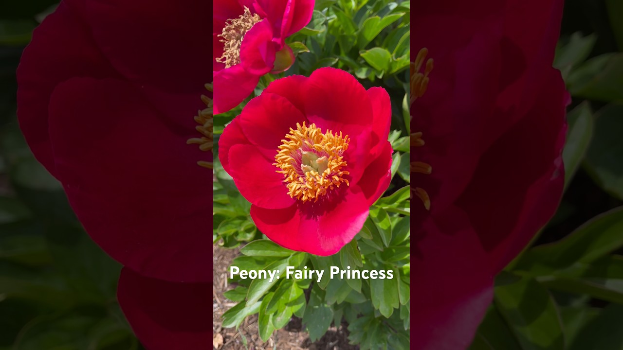 Peony: Fairy Princess. 
