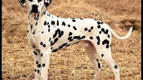 Que alimentação devo dar para o cachorro da raça Dálmata?