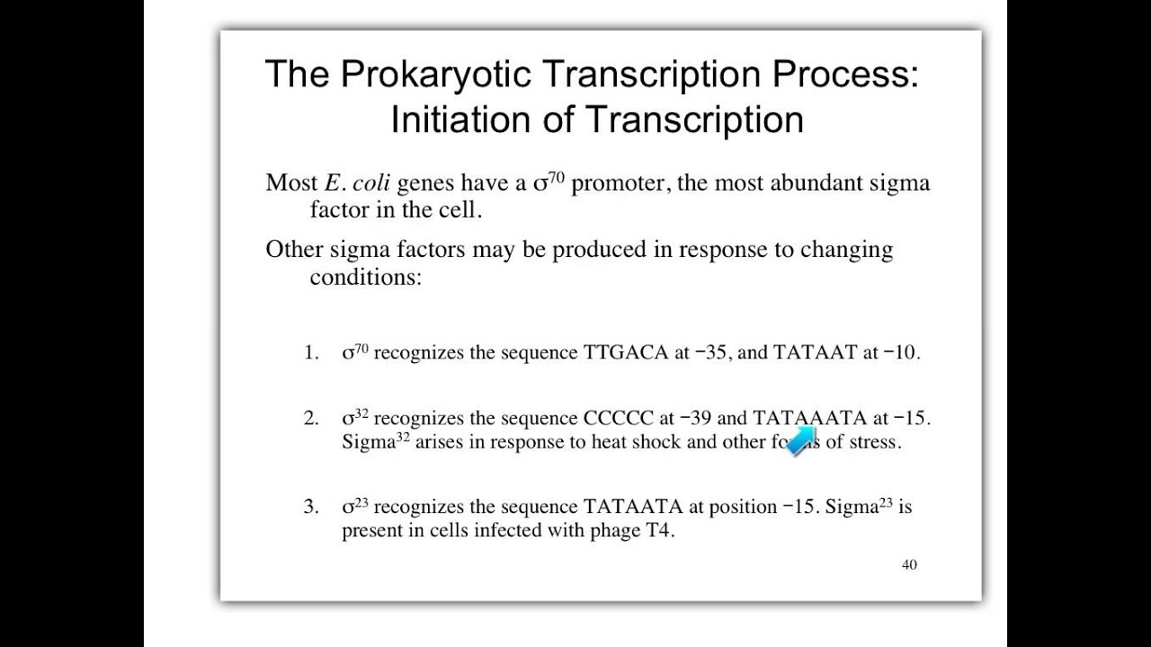 Biol 360 Tutorial global prok gene regulation YouTube