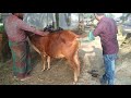 Cow pregnancy test 03  animals health bd
