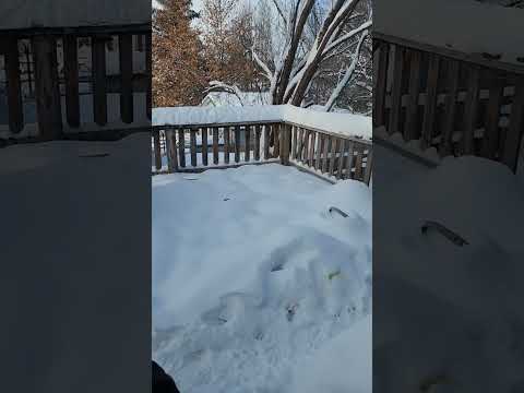 -4 Cold North