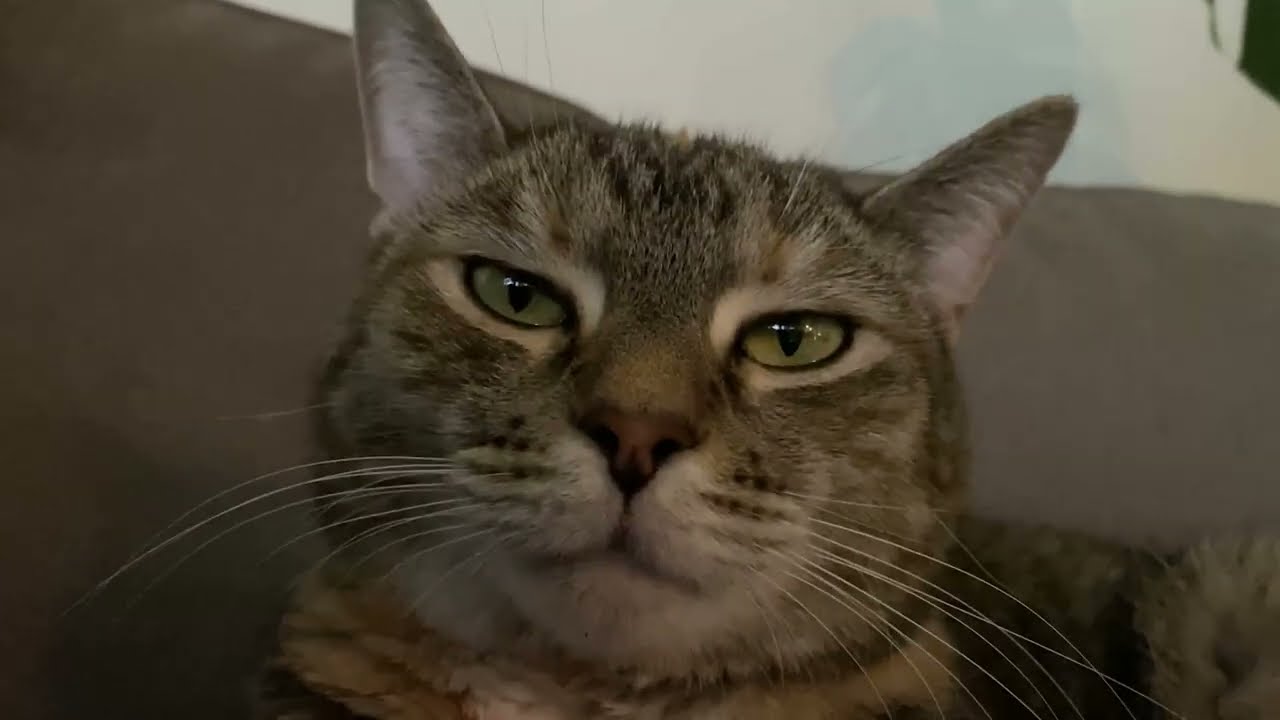 The Folk Implosion - Sputnik's Down (Official Music Video)