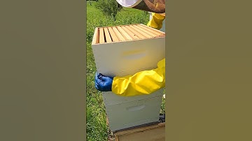 Placing New Super Honey Box on Beehive #Shorts