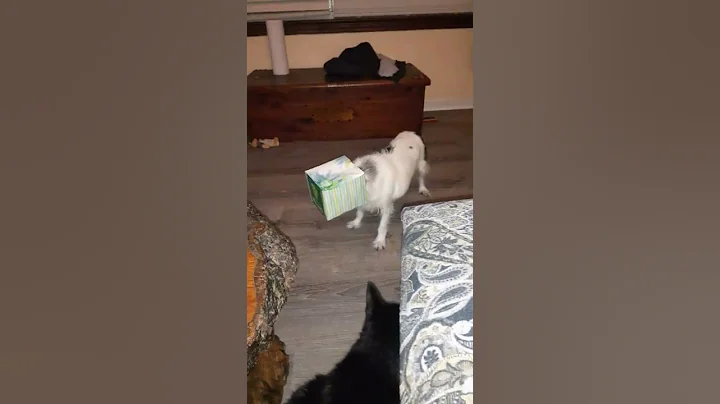 Basil stuck in a tissue box