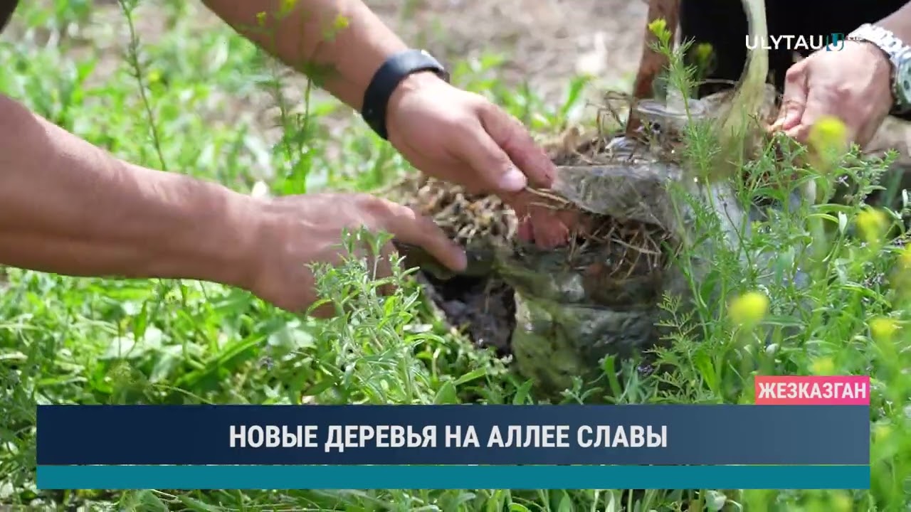 НОВЫЕ ДЕРЕВЬЯ НА АЛЛЕЕ СЛАВЫ