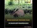 Bison rampage triggers panic in Dhupguri’s Baserdanga, two injured (Hindi)