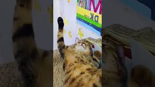 Kucing Mabuk🗿🗿😂😂 #aksv #shorts #cat #funny #funnycatmoments  #fypシ #catshorts #catlover #catvideos