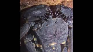 Tailless whip scorpion feeding by The Creatures Corner 374 views 3 years ago 1 minute, 11 seconds