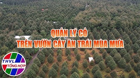 Nông nghiệp bền vững: Quản lý cỏ trên vườn cây ăn trái mùa mưa