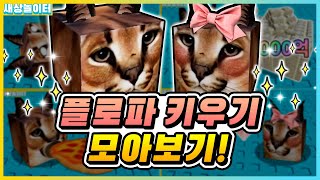 플로파 키우기 모아보기!! 몇 살까지 자랄까요!?🐱 [로블록스] 새상놀이터