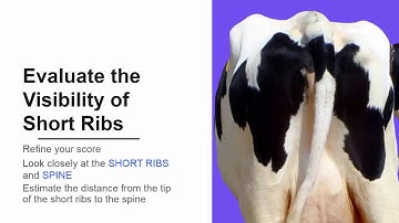 Learn To Score Body Conditioning (BCS) For Dairy Cows