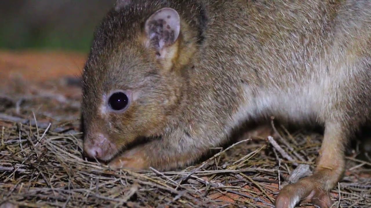 Controlling feral species on Newhaven Wildlife Sanctuary (NT) YouTube