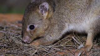 Controlling feral species on Newhaven Wildlife Sanctuary (NT)