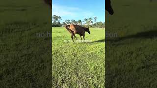 ✨✨ #fypシ゚viral #horse #bucking #foryou #equestrian #barrelracing #funny #fyp #johnny #viralshort