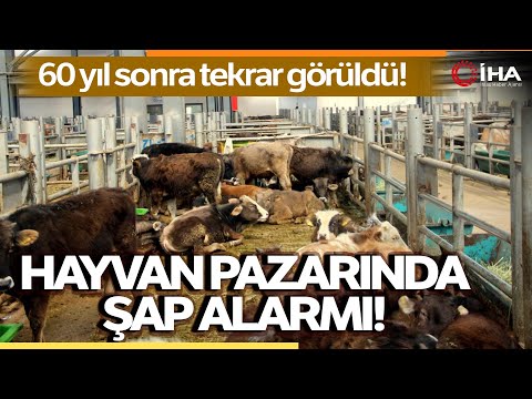 Avrupa’nın En Büyük Canlı Hayvan Pazarı Şap Hastalığı Nedeniyle Kapatıldı