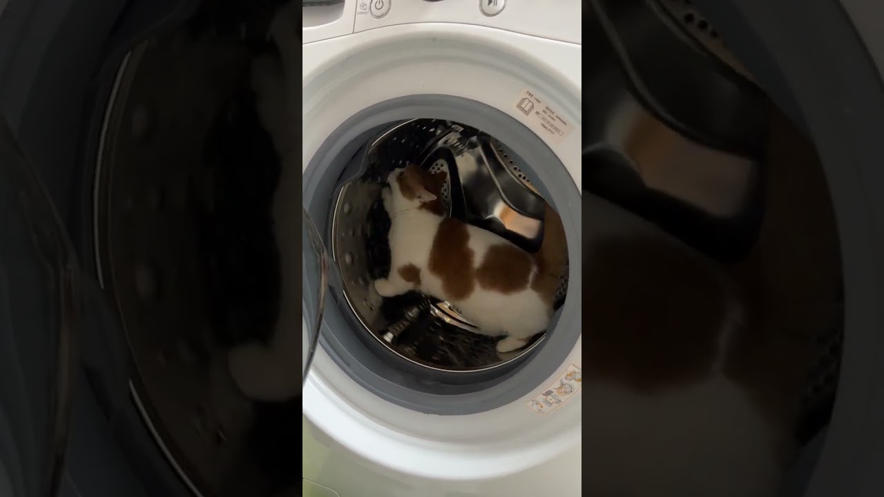 Cat Takes Whimsical Spin in Washing Machine
