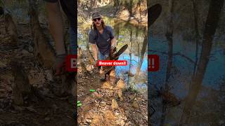Beaver stealin Deer Corn,NO more #beaver #trapping #duketraps #wildlife #hunting #river #fall #trap