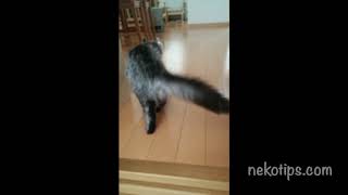 猫の骨折 症状 対処方法は 治療費用 治療方法の具体例と愛猫の実例