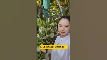 Hundreds Of Bananas On One Branch Harvest Time Has Started 