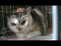 【閲覧注意】この元野良猫は自ら保護されに来ました。23分以降に綺麗に飾られた姿が出てくるので、苦手な方は注意してご視聴ください#40