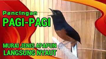 Pancingan PAGI-PAGI AGAR MURAI GACOR❗ murai diam pasti ikut NYAUT EMOSI❗❗