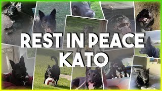 Rest In Peace Kato (2010-2021)